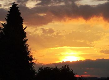 Silhouette of trees at sunset