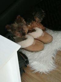 Close-up of dog relaxing on floor