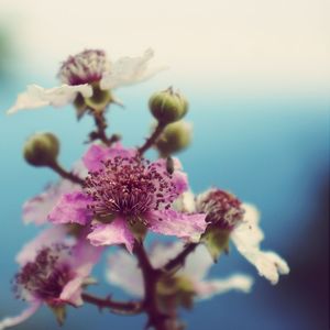 Close-up of pink flowers