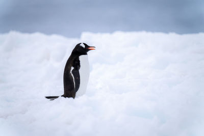 Gentoo penguin stands in snow opening mouth