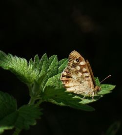 Close-up of butterfly on plant