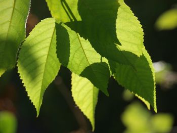 Close-up of green leaves