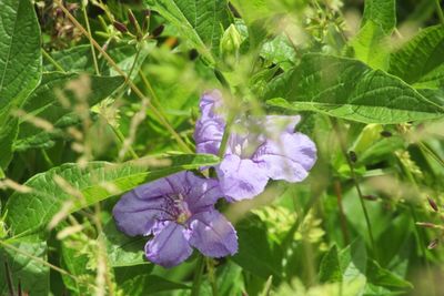 Close-up of purple wildflowers blooming outdoors