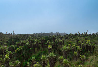 Plants growing on land against sky