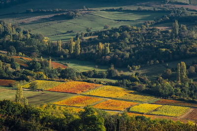 High angle view of agricultural field