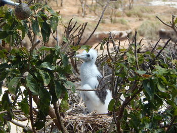 View of a bird on land