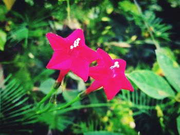 Close-up of pink flower blooming outdoors