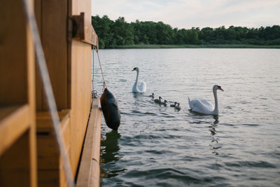 Swans swimming in lake