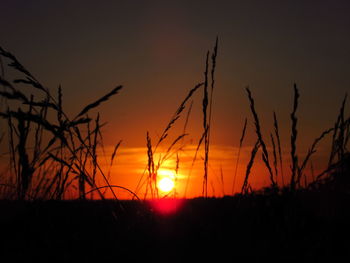 Silhouette plants on field against sky during sunset