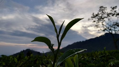 Close-up of fresh green plant against sky