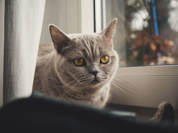 Close-up portrait of cat sitting on window