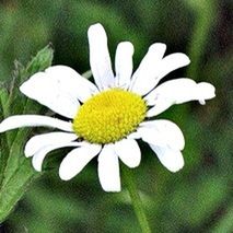 Close-up of daisy flowers