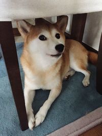 High angle view of dog sitting at home