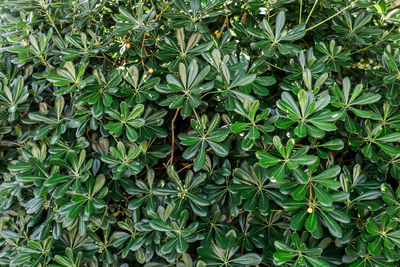 plant
