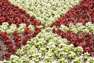 Full frame shot of red flowers blooming outdoors