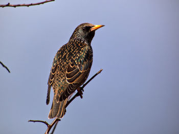 Low angle view of a bird