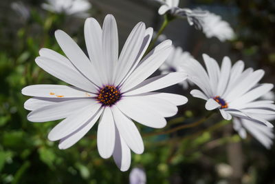 Close-up of white flower