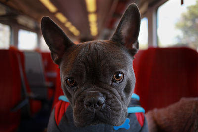 Portrait of dog at home