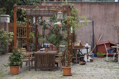 Potted plants on table