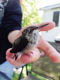 Close-up of hand holding bird