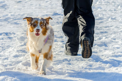 Low section of person with dog on snow