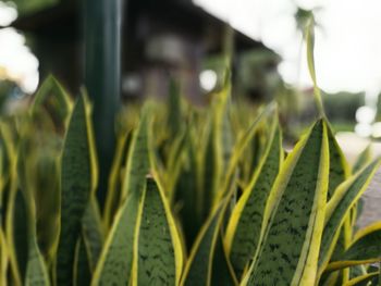 Close-up of fresh green plant