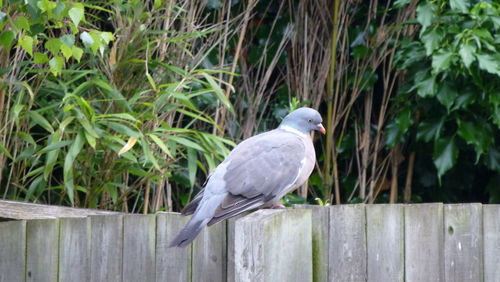 Bird perching on branch