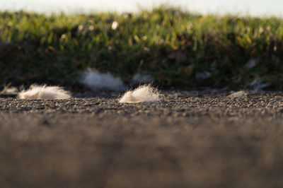 Surface level of grass