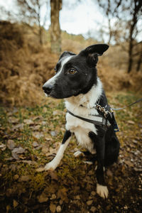 Dog looking away on field