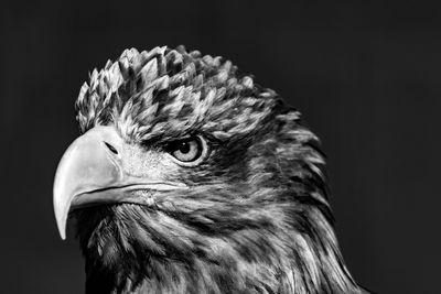 Close-up of eagle