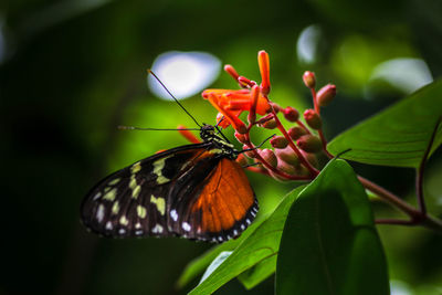 Close-up of butterfly pollinating on buds