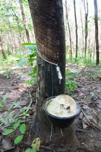 Mushrooms growing on tree trunk in forest