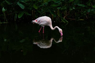 View of a duck in a lake