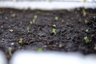 Close-up of small plant growing on field