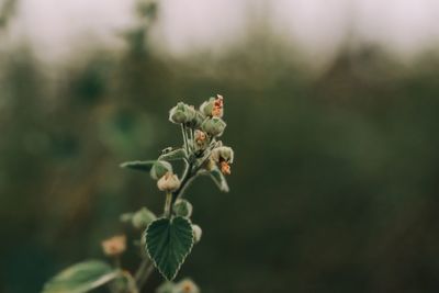 Close-up of flowering plant against blurred background