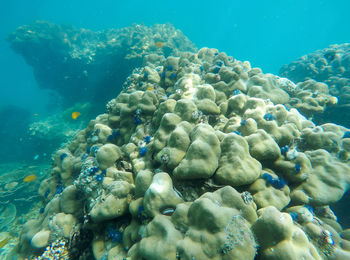 Close-up of fish swimming in sea