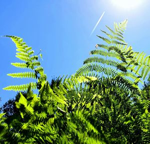 Low angle view of fern against sky
