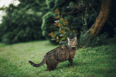 Portrait of cat standing on field