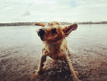 Dog shaking off water in lake