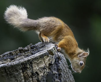Close-up of red squirrel on tree trunk