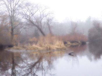 Reflection of trees in water