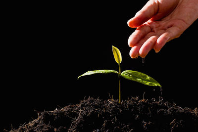 Close-up of hand holding plant against black background