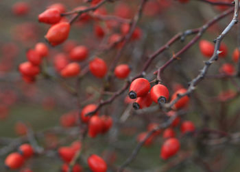 Close-up of berries growing on tree