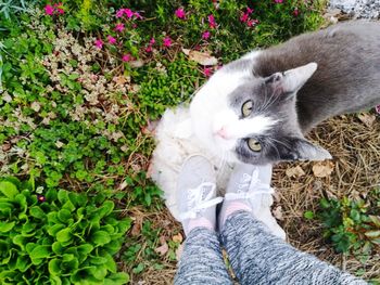 High angle portrait of cat