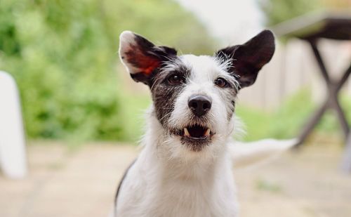 Portrait of a dog