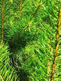 High angle view of pine tree