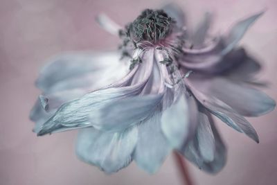 Close-up of wilted flower