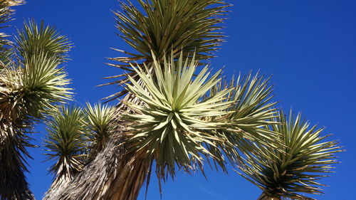 Low angle view of palm trees against clear blue sky