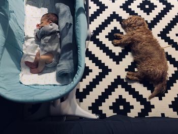 High angle view of cat sleeping