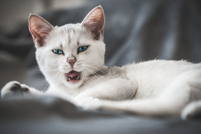 Close-up portrait of a cat